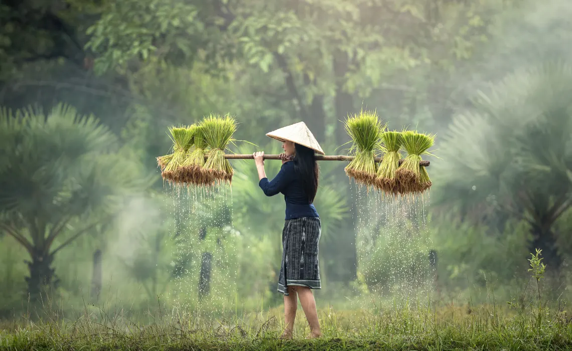 tree water nature forest