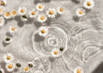 Daisies floating on water