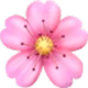 emoji cherry blossom