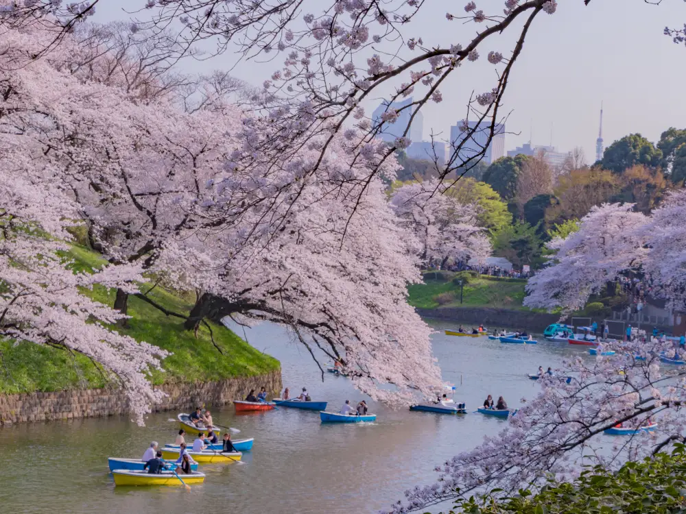 cherry blossoms at tokyo chidorigafuchi